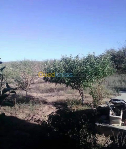 Vente Terrain Batna Ouyoun el assafir