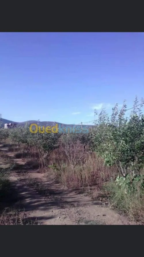 Vente Terrain Batna Ouyoun el assafir