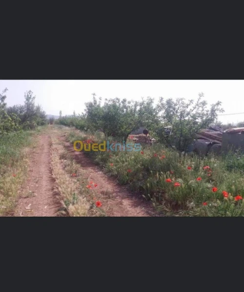 Vente Terrain Batna Ouyoun el assafir