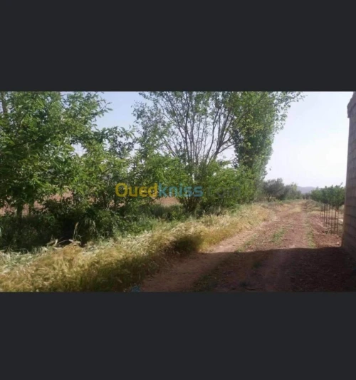 Vente Terrain Batna Ouyoun el assafir