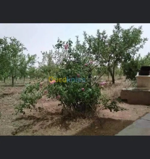 Vente Terrain Batna Ouyoun el assafir
