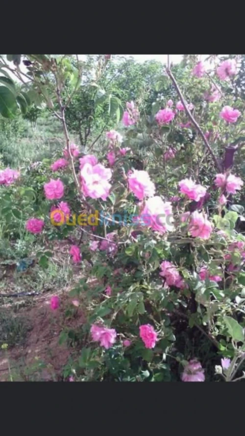 Vente Terrain Batna Ouyoun el assafir