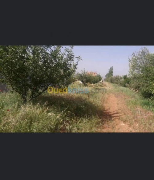 Vente Terrain Batna Ouyoun el assafir