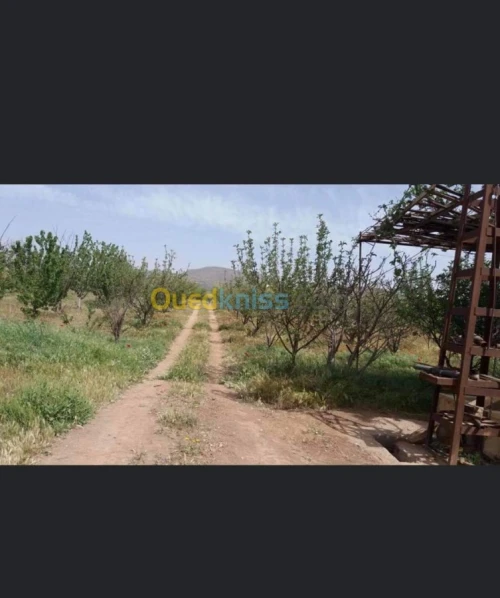 Vente Terrain Batna Ouyoun el assafir