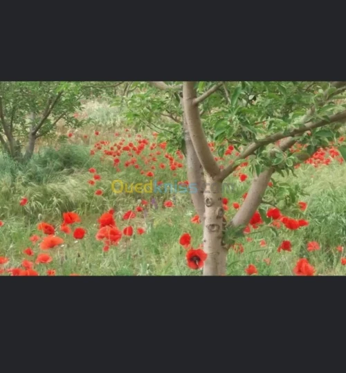 Vente Terrain Batna Ouyoun el assafir