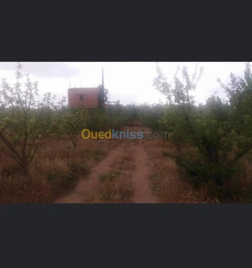 Vente Terrain Batna Ouyoun el assafir
