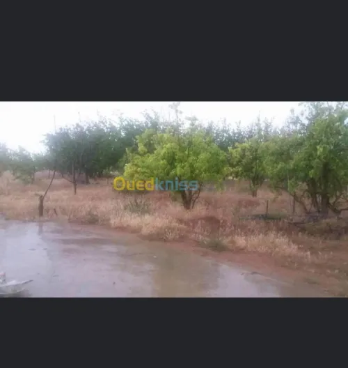 Vente Terrain Batna Ouyoun el assafir