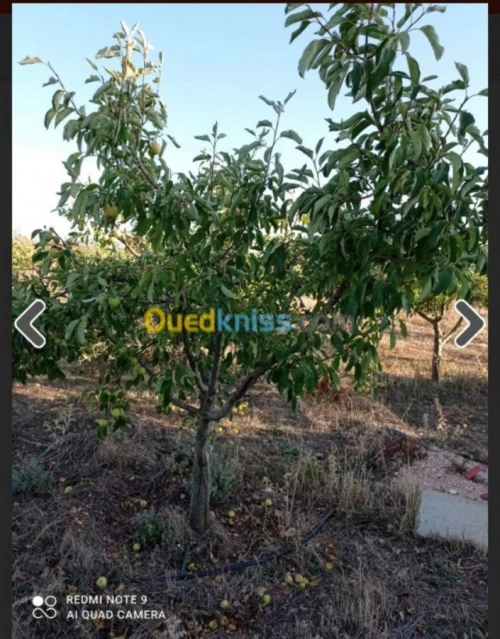 Vente Terrain Batna Ouyoun el assafir