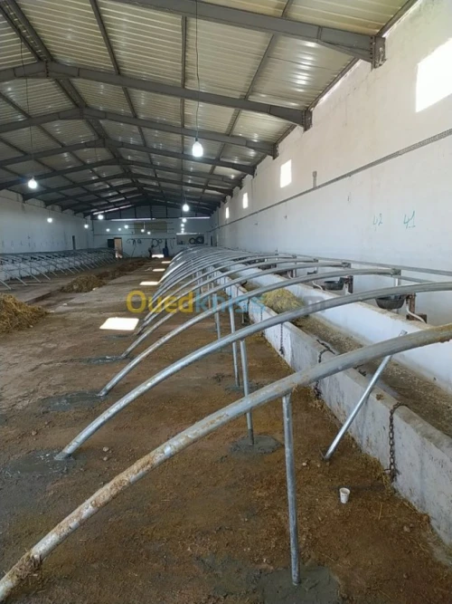 بيوت بلاستكية 