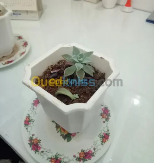 Plantes d'intérieur 