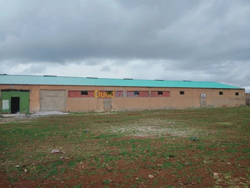 Location Hangar Batna Ouyoun el assafir