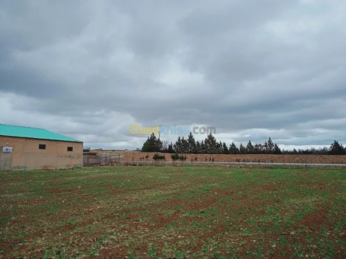 Location Hangar Batna Ouyoun el assafir