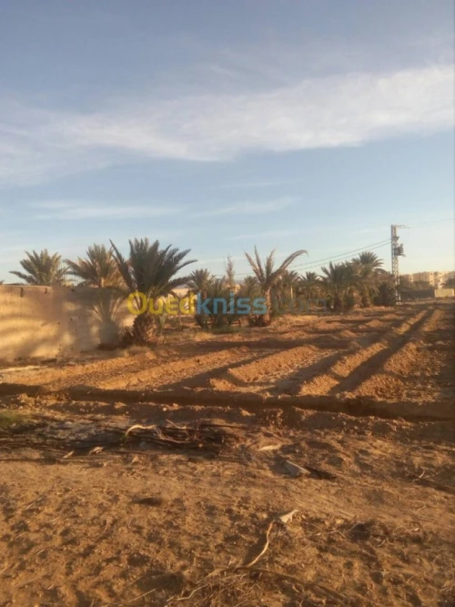 Vente Terrain Biskra Biskra