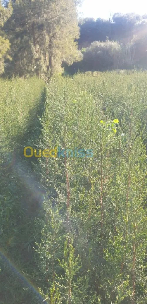 Cypres meilleur arbres clôture