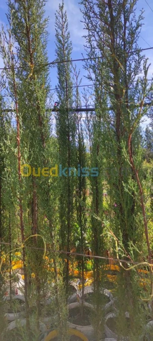 Cypres meilleur arbres clôture