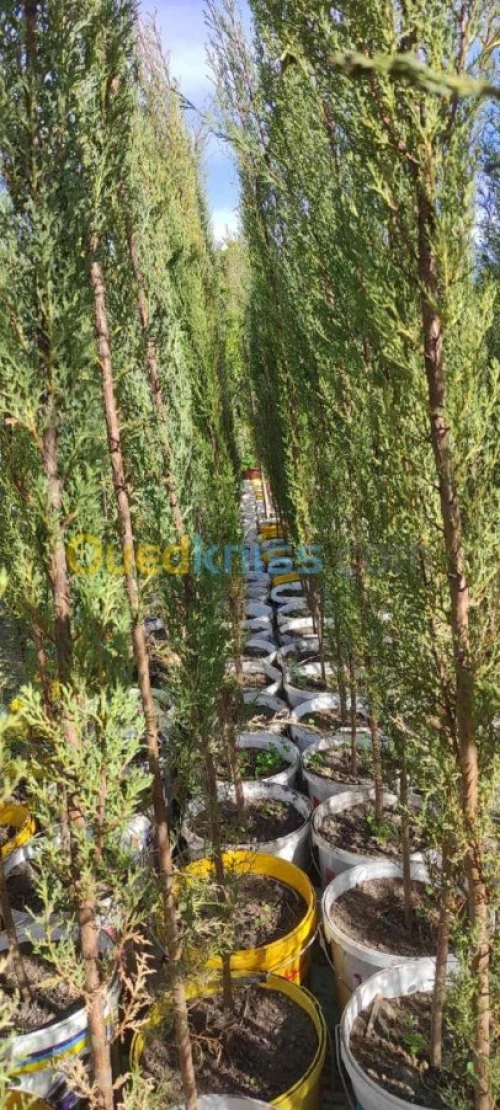 Cypres meilleur arbres clôture