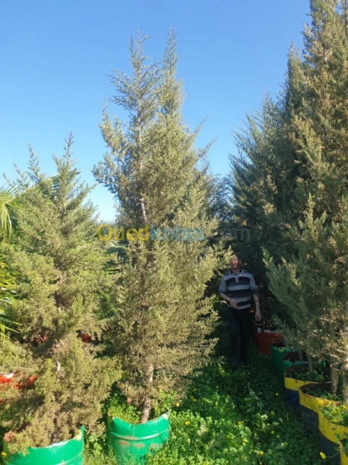 Cypres meilleur arbres clôture