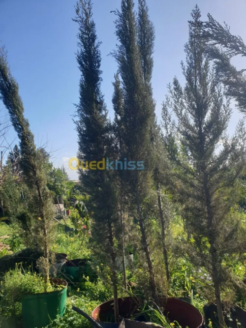 Cypres meilleur arbres clôture