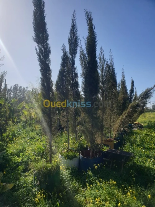 Cypres meilleur arbres clôture