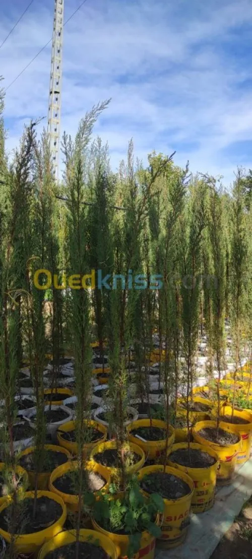 Cypres meilleur arbres clôture