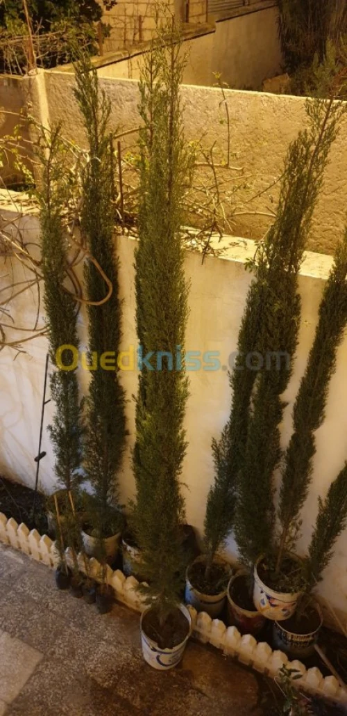 Cypres meilleur arbres clôture