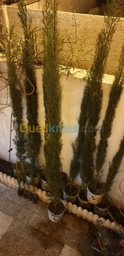 Cypres meilleur arbres clôture