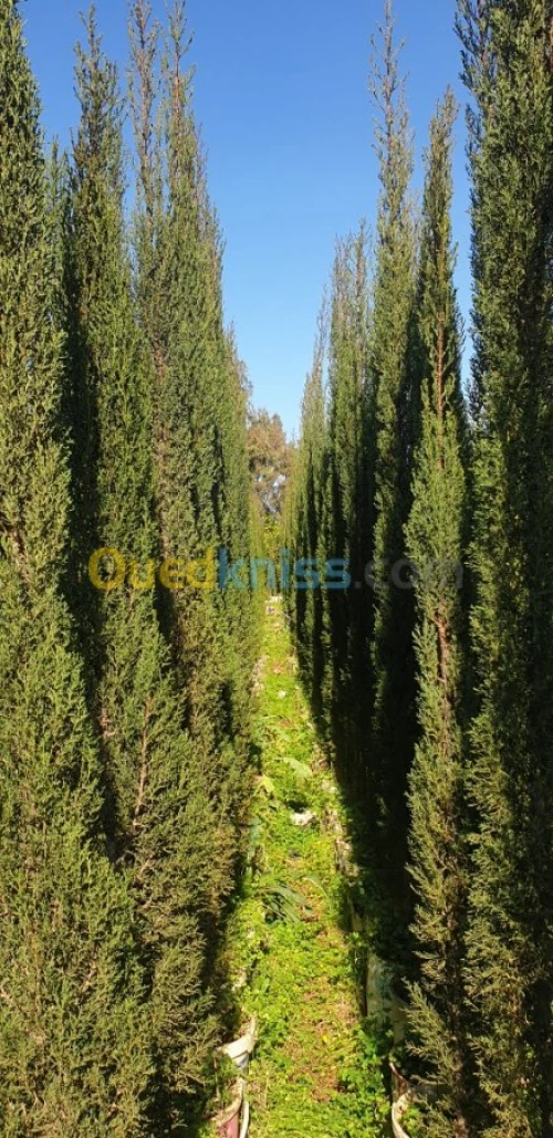 Cypres meilleur arbres clôture