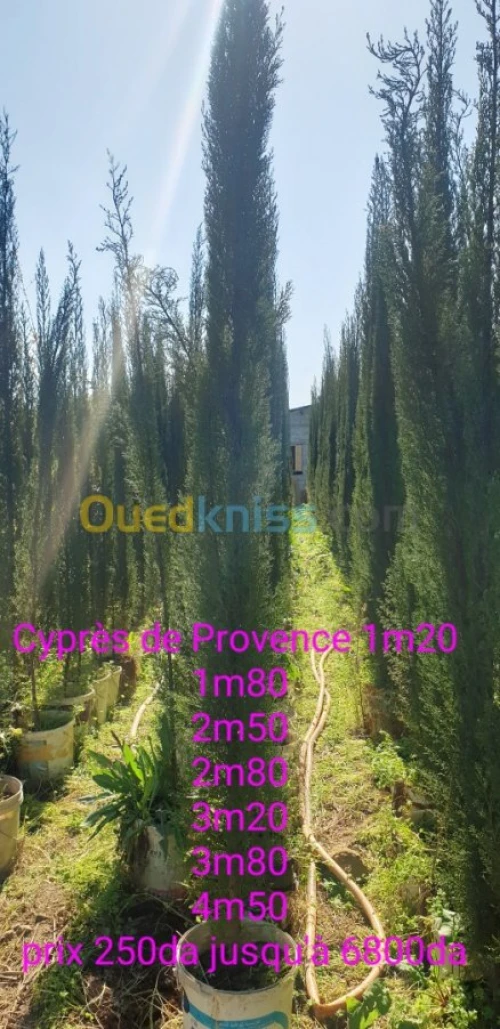 Cypres meilleur arbres clôture