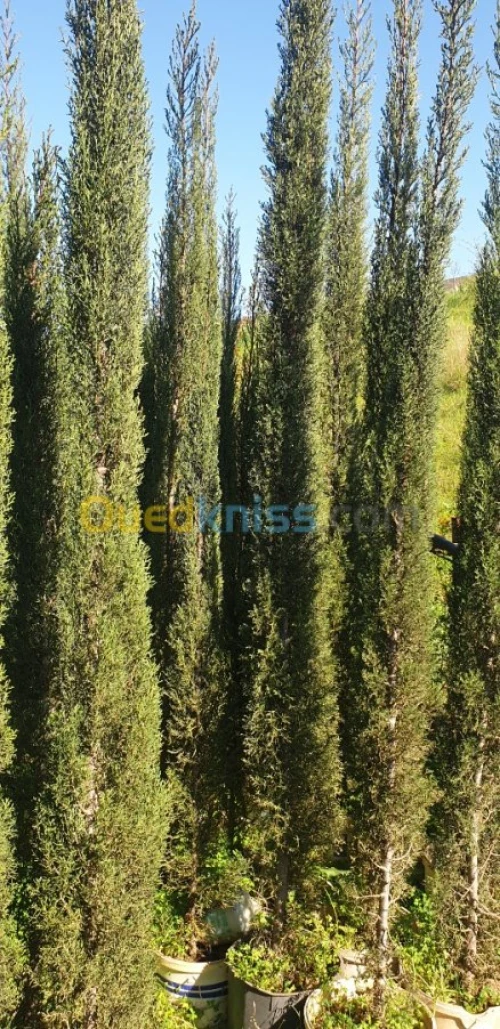 Cypres meilleur arbres clôture