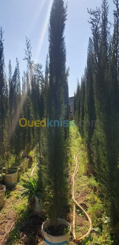 Cypres meilleur arbres clôture