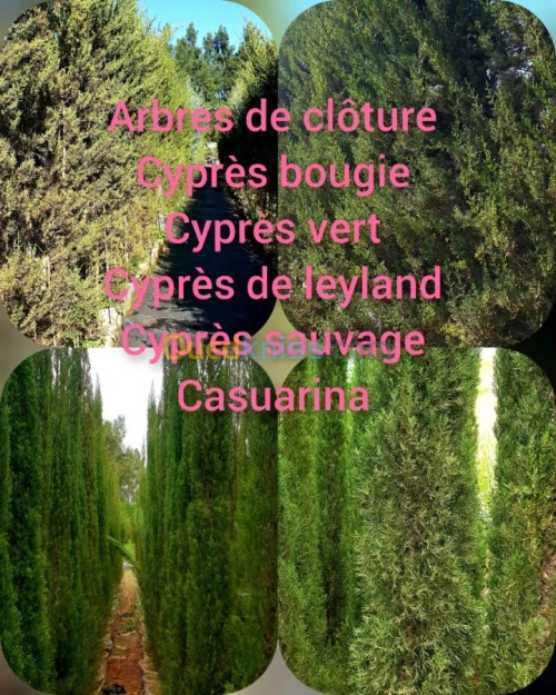Cypres meilleur arbres clôture