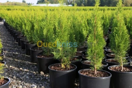 Cypres meilleur arbres clôture