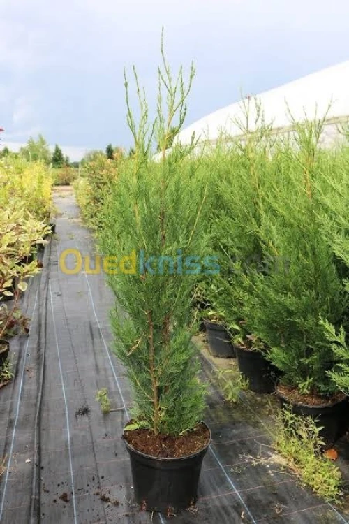 Cypres meilleur arbres clôture