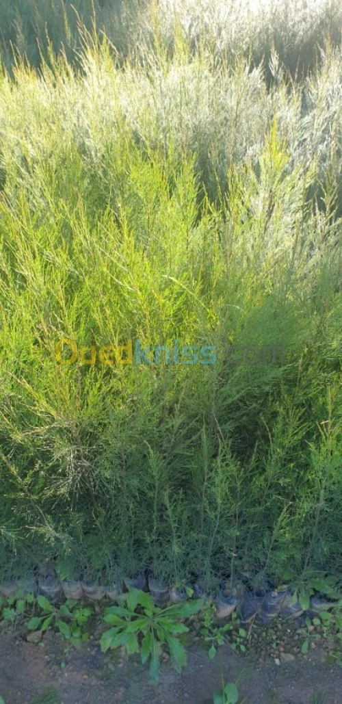 Cypres meilleur arbres clôture