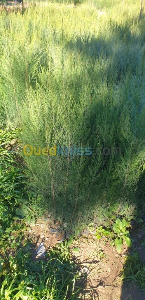 Cypres meilleur arbres clôture