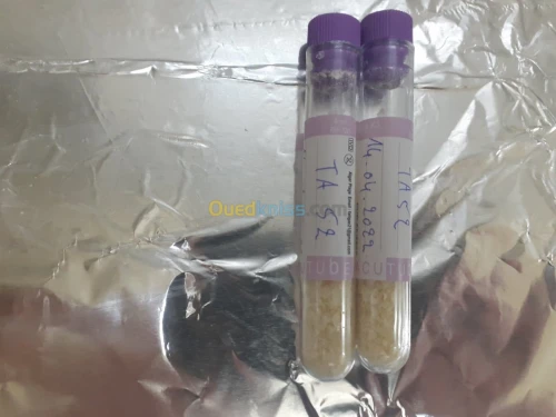 Ferments lactiques مخمرات لبنية