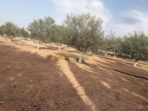 Vente Terrain Agricole Batna Ain yagout