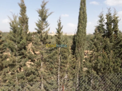 Vente Terrain Agricole Batna Ain yagout