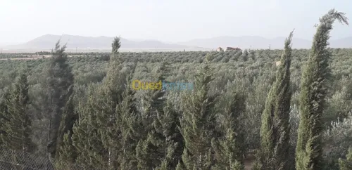 Vente Terrain Agricole Batna Ain yagout