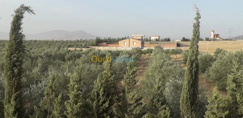 Vente Terrain Agricole Batna Ain yagout