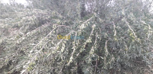 Vente Terrain Agricole Batna Ain yagout