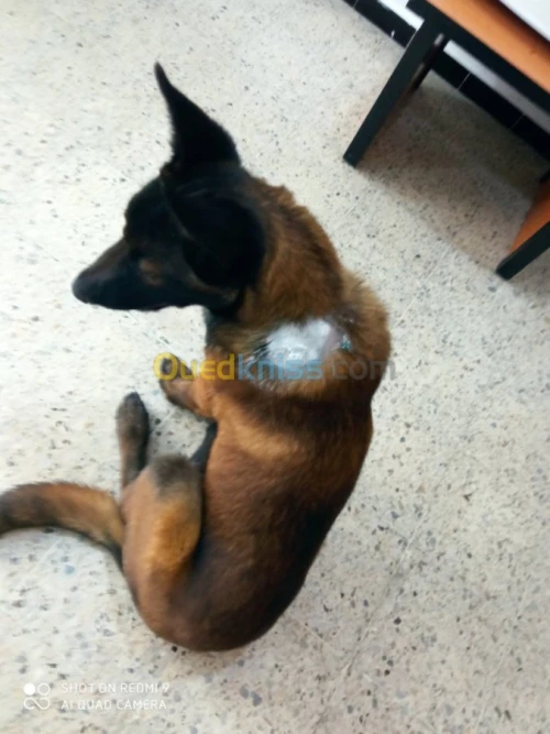 URGENCES VÉTÉRINAIRE VENDREDI