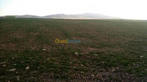Vente Terrain Setif Bir haddada