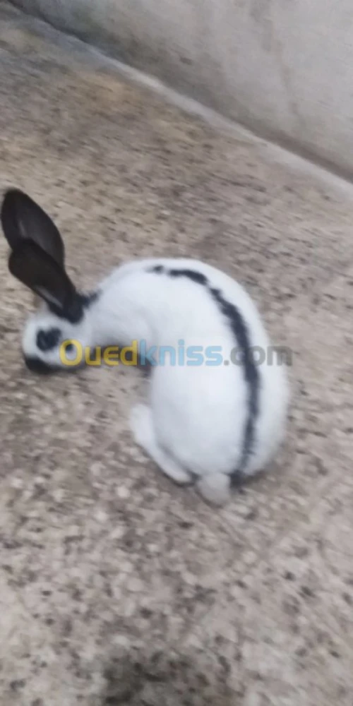 Vente des lapins