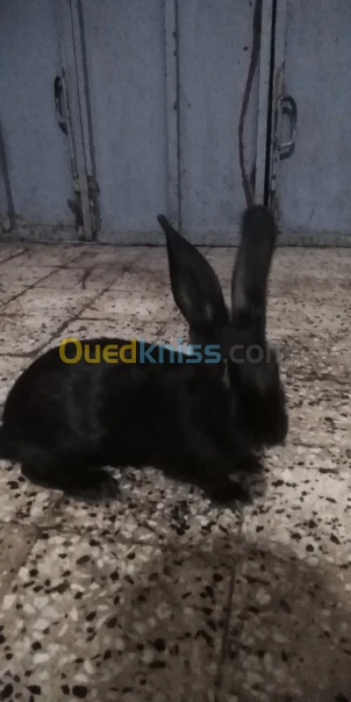 Vente des lapins