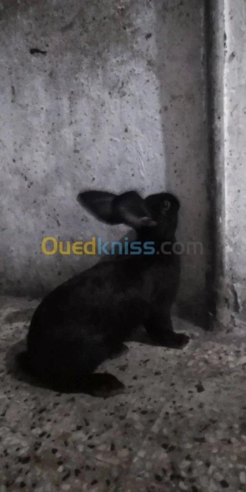 Vente des lapins