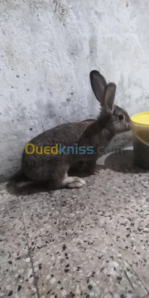 Vente des lapins