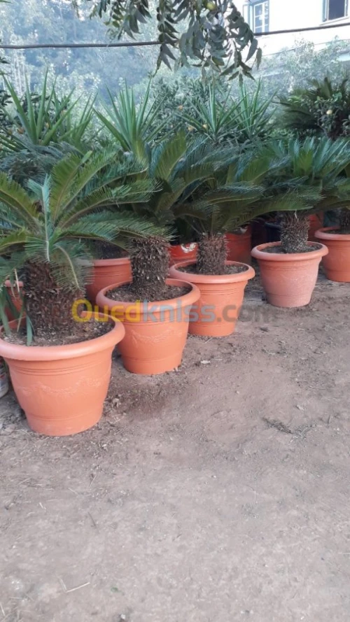 Cycas 