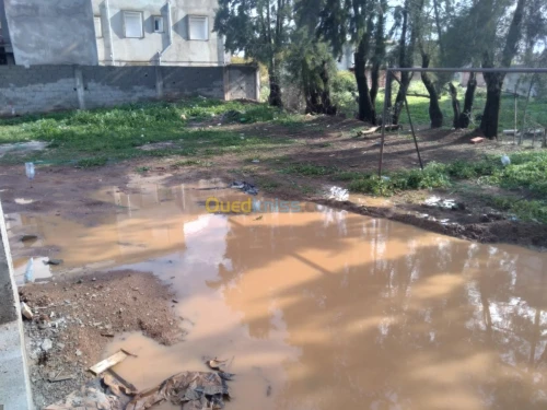 Vente Terrain Alger Birtouta