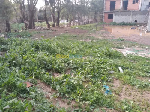 Vente Terrain Alger Birtouta